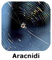 Aracnidi